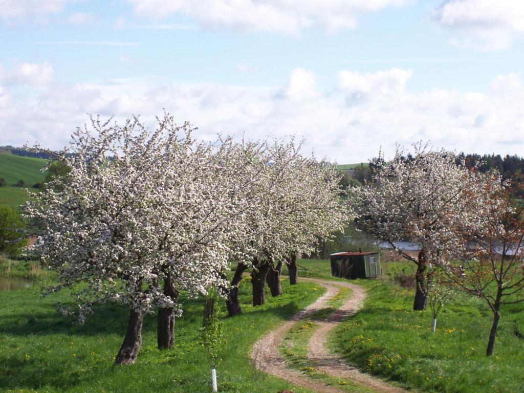 Dvur V Borovne Apartamento Borovná Exterior foto